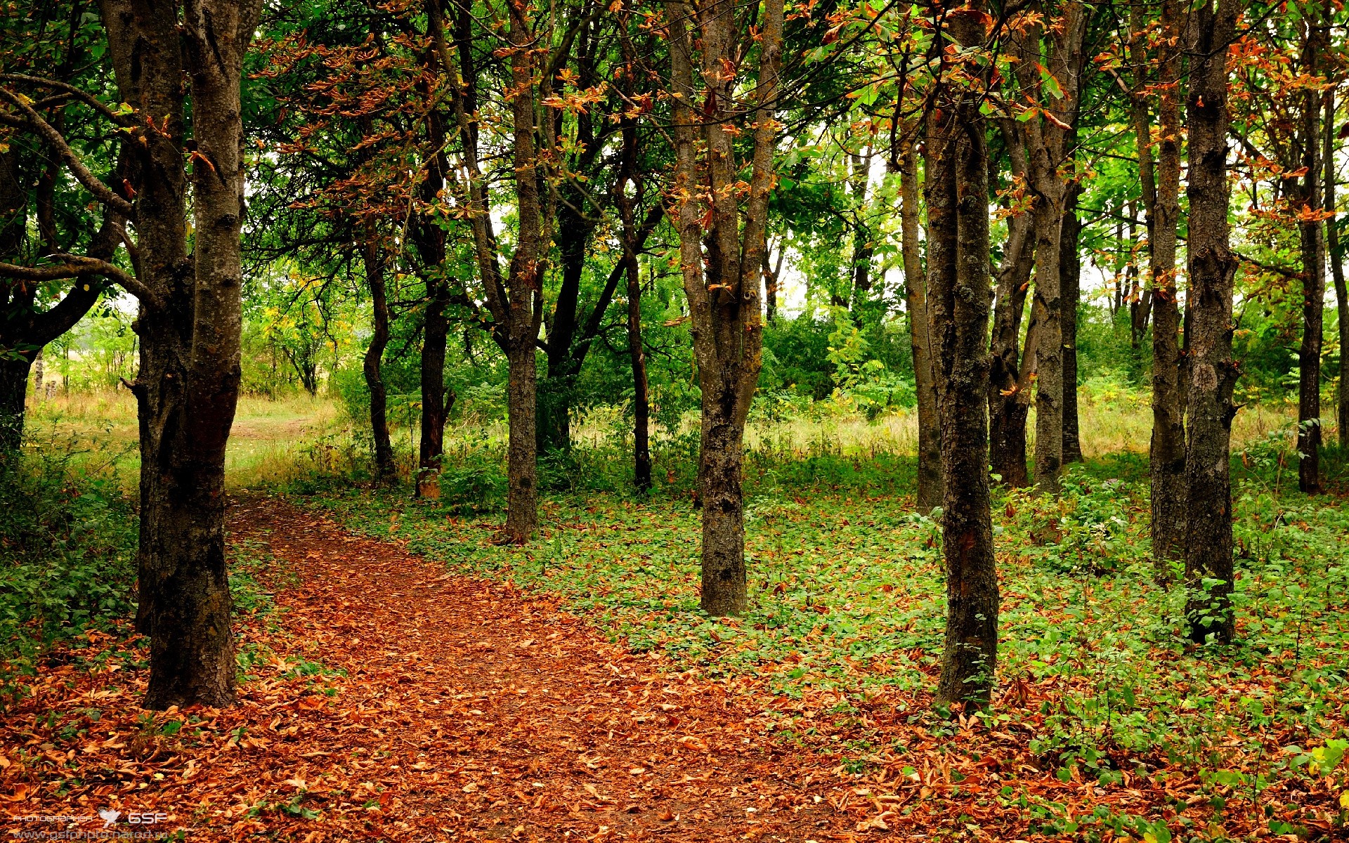 九游网址-东契奇球队球队球队赛季表现出色，东契奇在什么球队