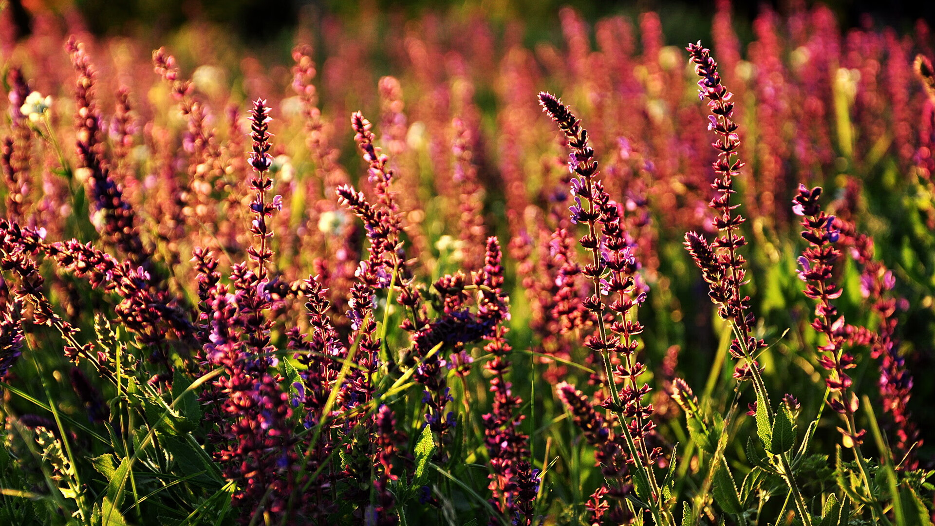 焦点篮球转会交易汇总，焦点篮球转会交易汇总最新