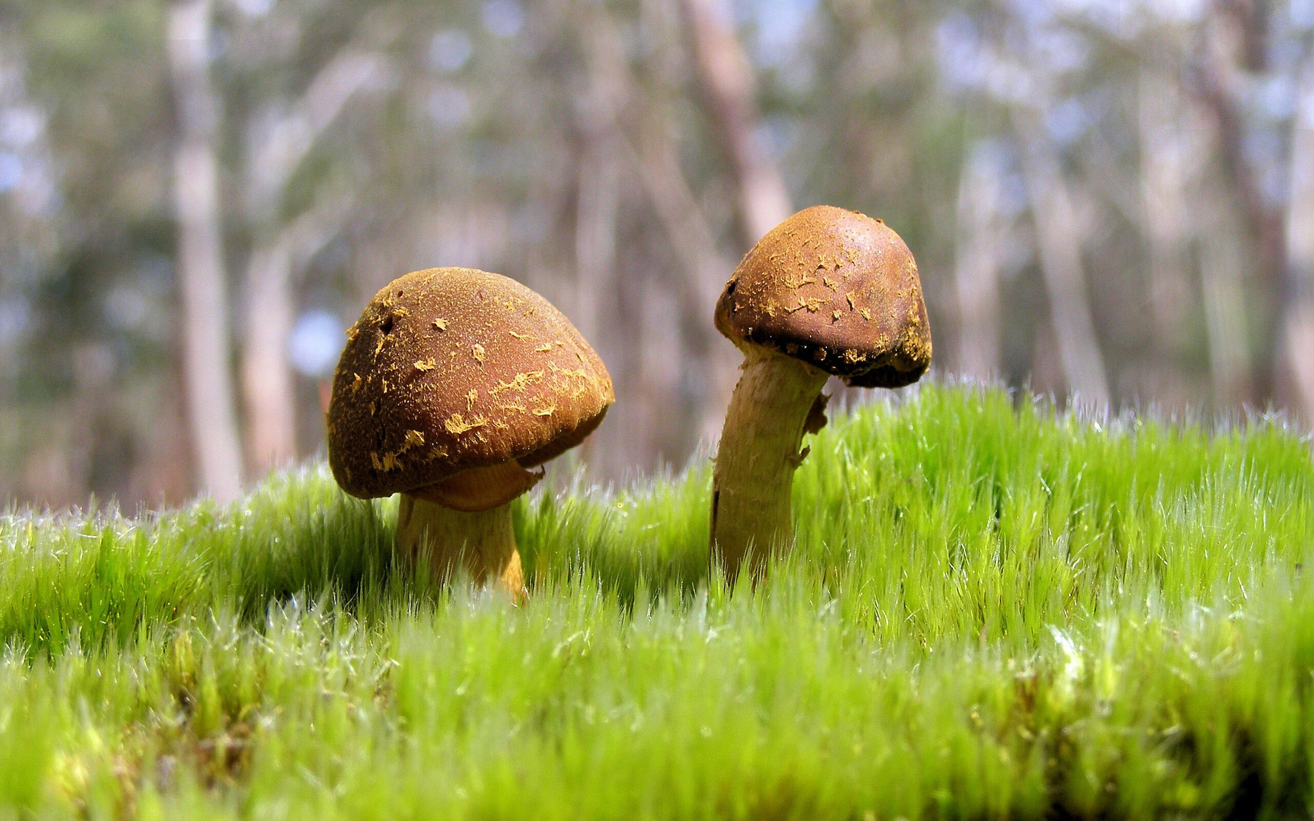 加拿大女队自由泳实力稳步提升，加拿大泳手