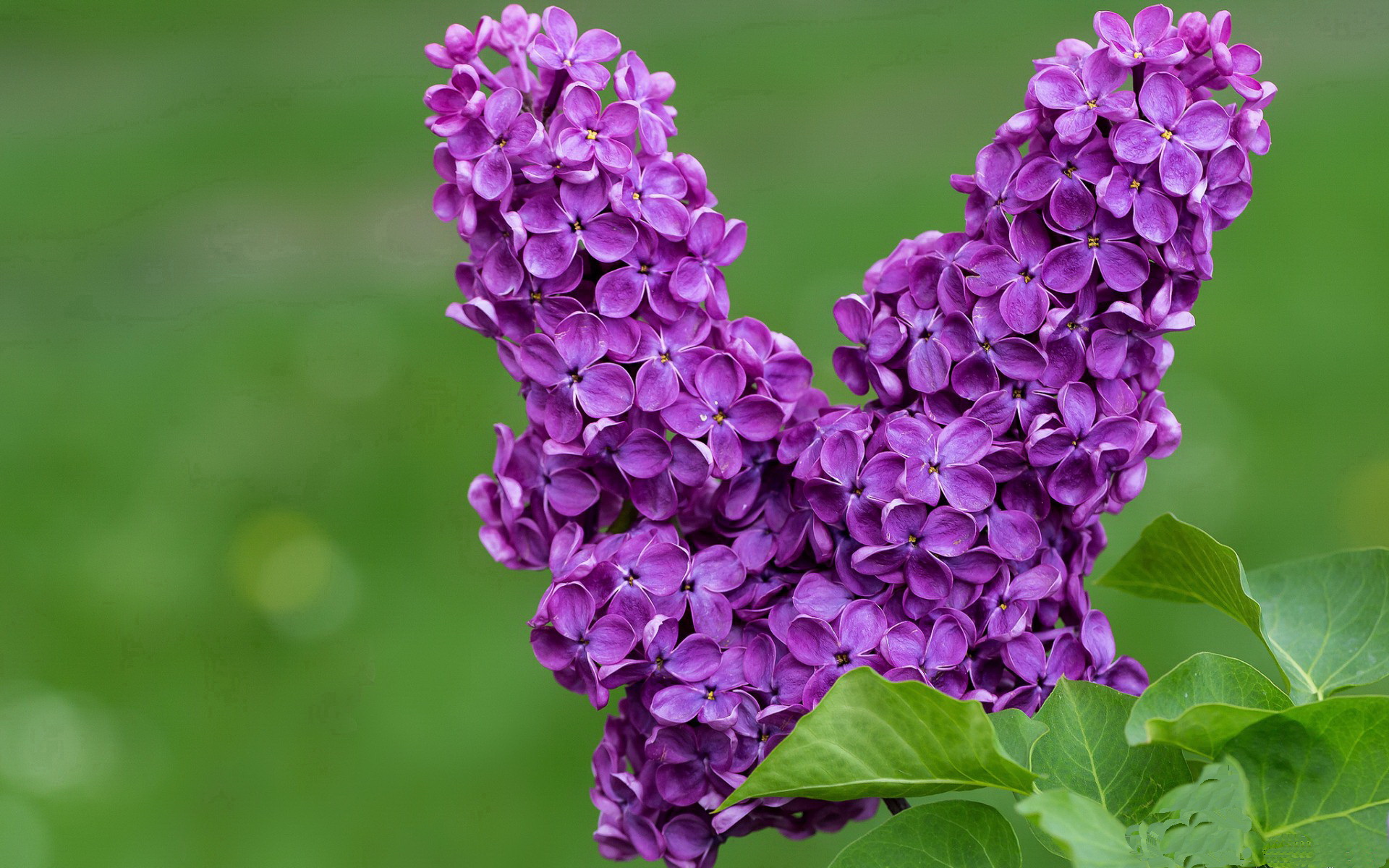 美洲杯明星助力:激情四溢,精彩纷呈!,美洲杯明星球员