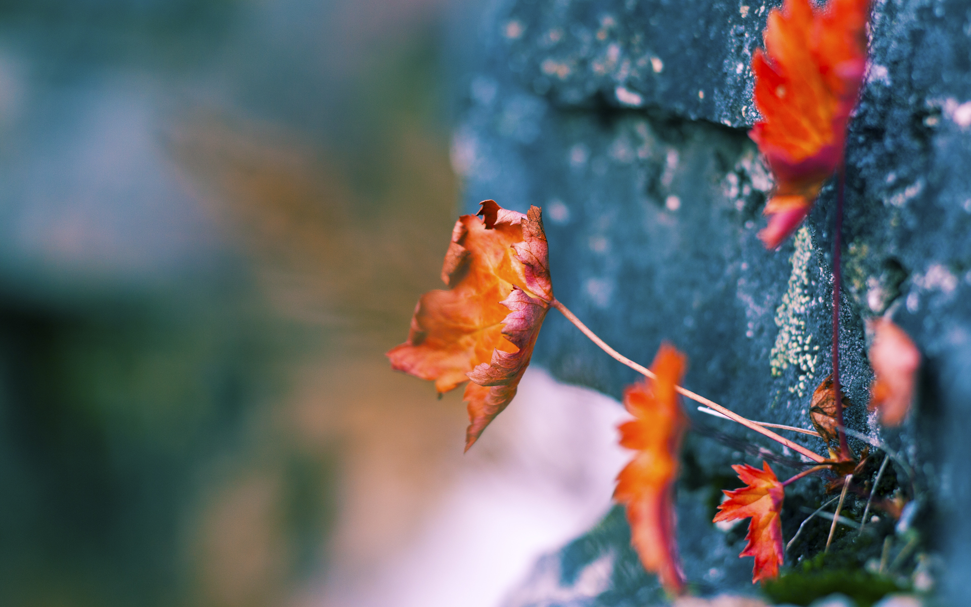 九游娱乐app下载-自由泳预赛瑞士选手全部晋级，4×200自由泳预赛